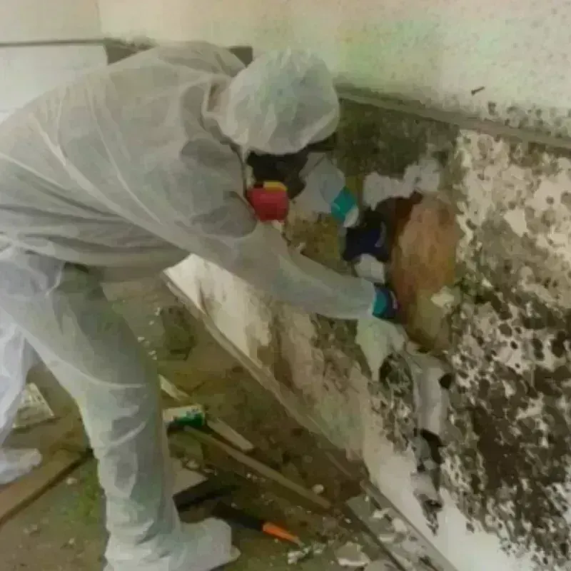 Mold Remediation and Removal in Eupora, MS